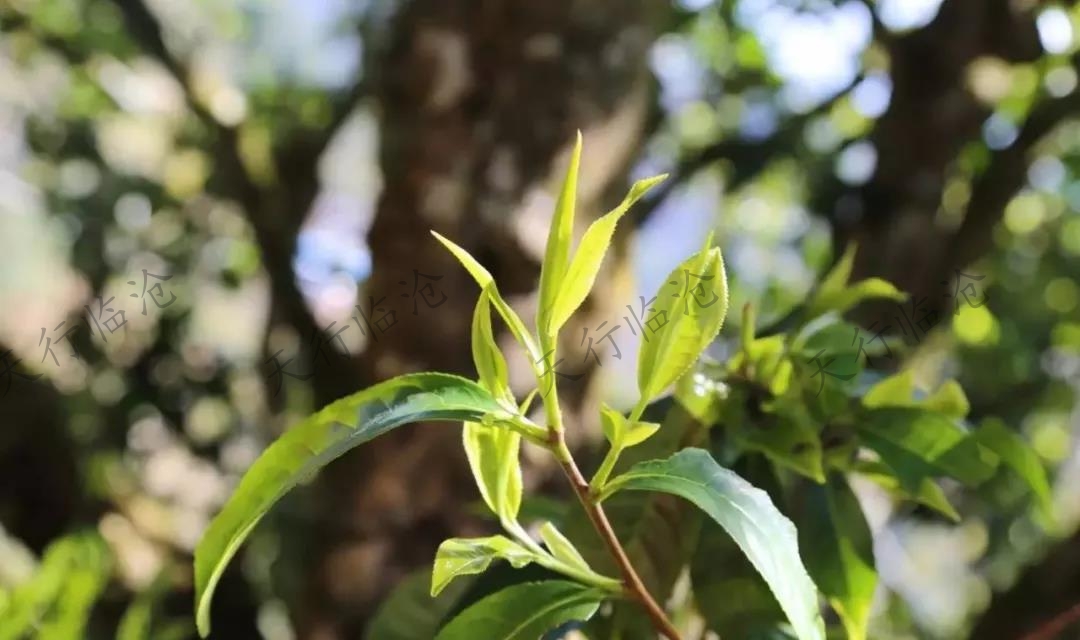 佤族旅游風光