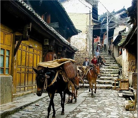 滇紅尋味之旅