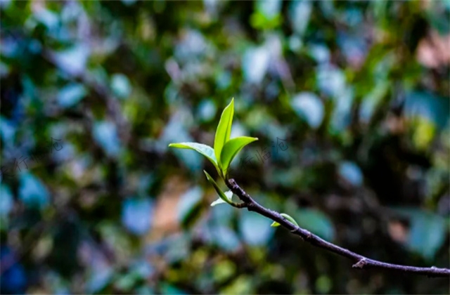 大美云南---臨滄天下茶倉-----四大名茶