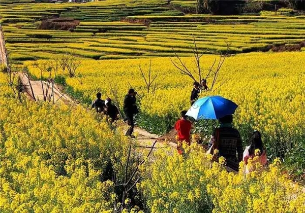 昔歸生態尋茶臨滄自駕旅游小環線