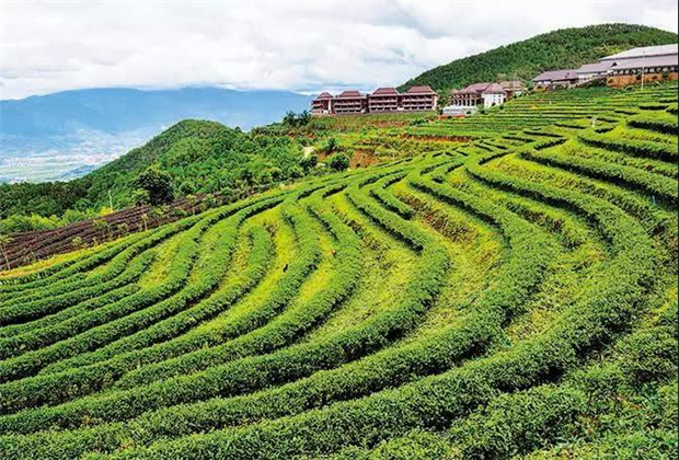 佤山茶香?碧麗源