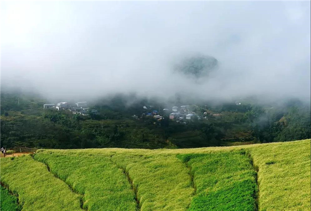 臨滄旅游：荒山變花海 鄉(xiāng)村旅游活起來