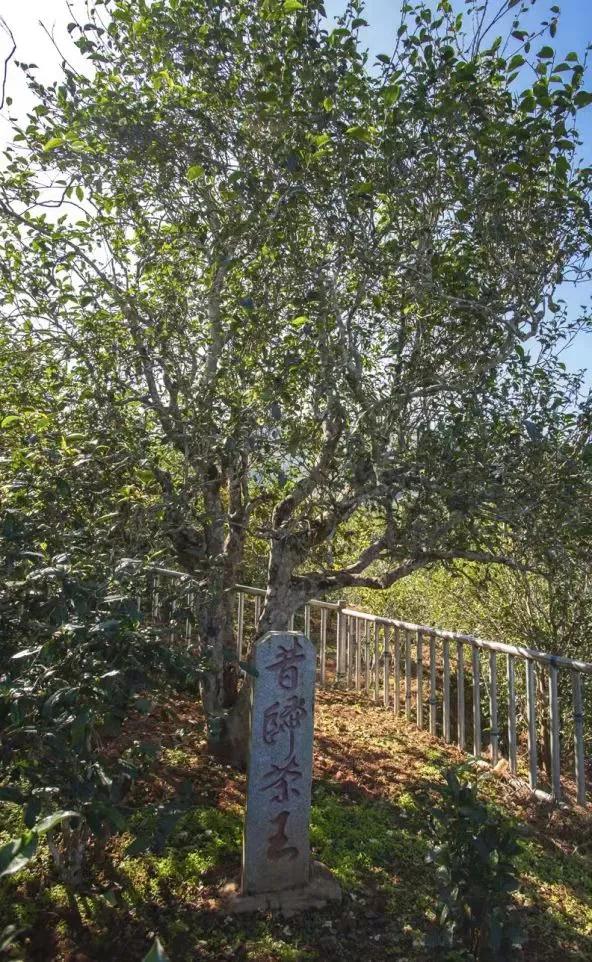 昔歸小鎮古茶園
