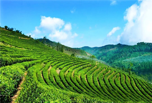 臨滄茶山旅游：春歸茶山