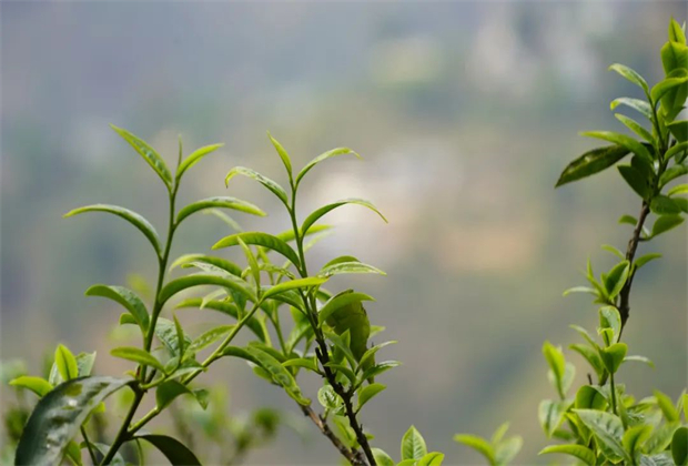臨滄茶旅：辨四族，識勐庫（三）