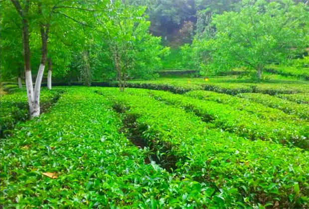 臨滄人游臨滄 | 約會盛夏 悅享清涼 踏上醉美鄉村旅游行攝之旅