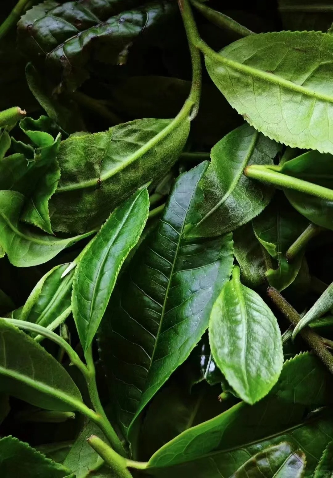 云南團建公司,云南策劃公司,云南會議會展,云南旅游地接,臨滄旅游,臨滄旅行社,臨滄團建公司,臨滄策劃公司,臨滄會議會展:冰島村：在變遷中守望茶香